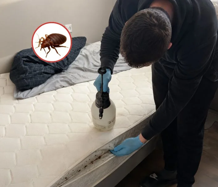 Technicien traitant un matelas contre les punaises de lit à Collégien